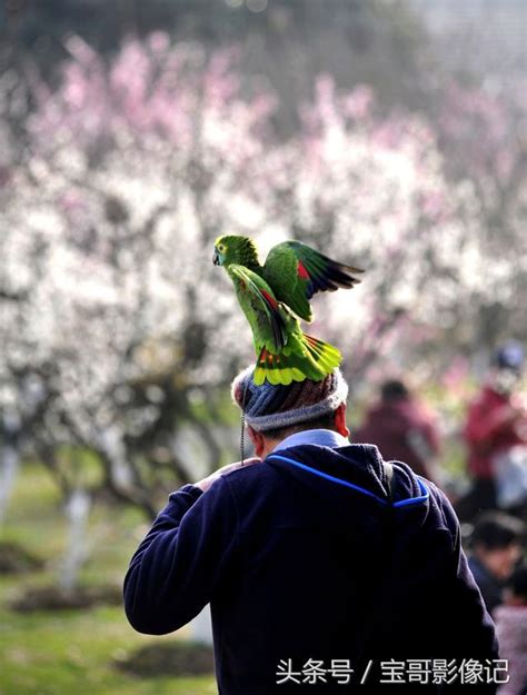 養鳥人